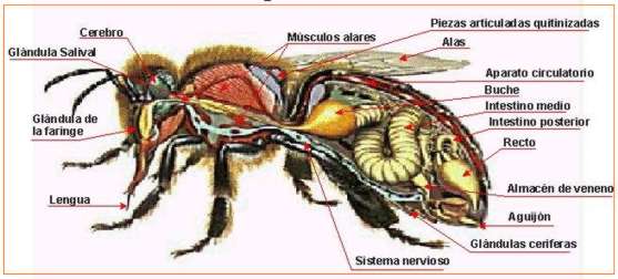 Anatomia de la abeja